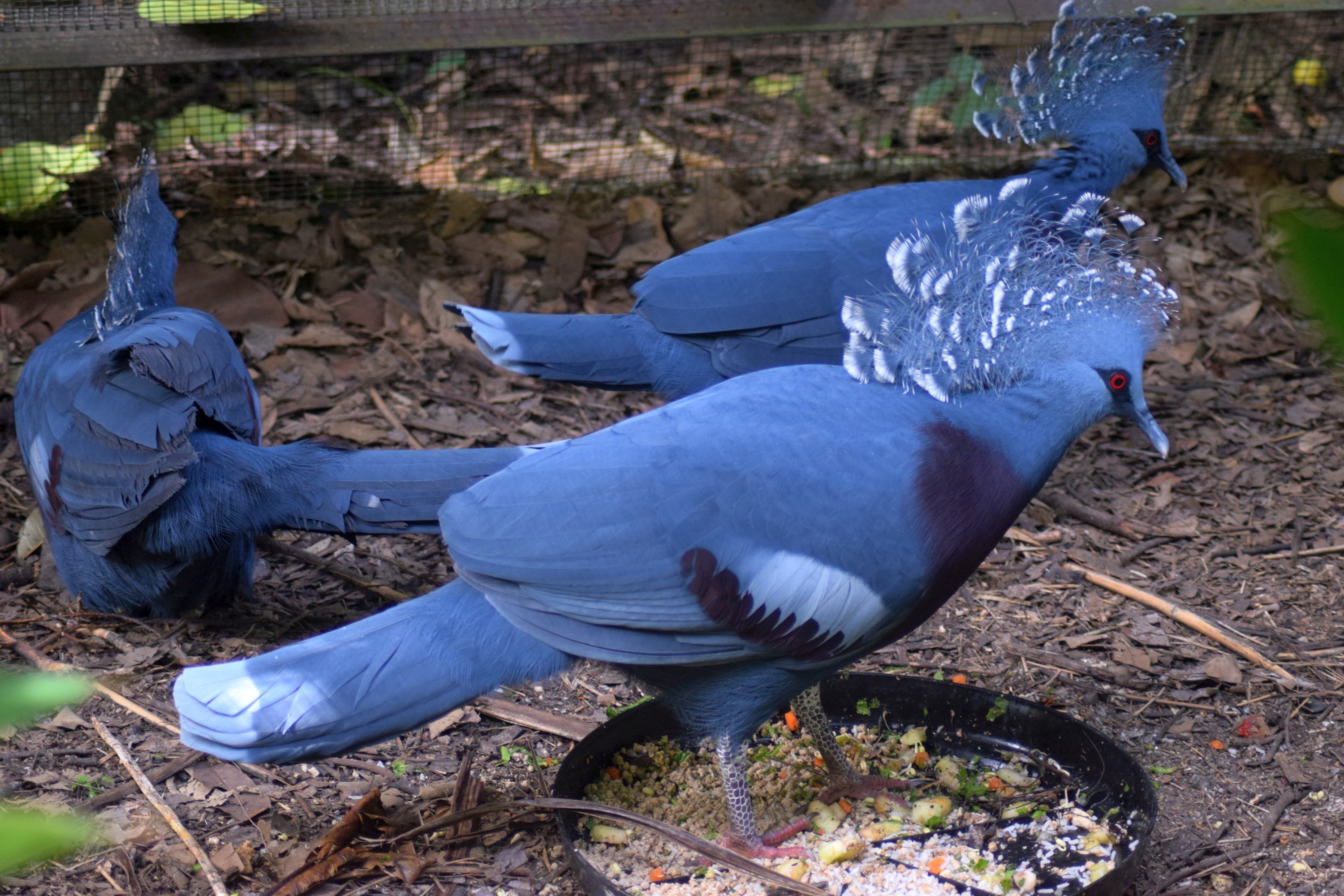 Port Moresby Nature Park – Jonty travels…