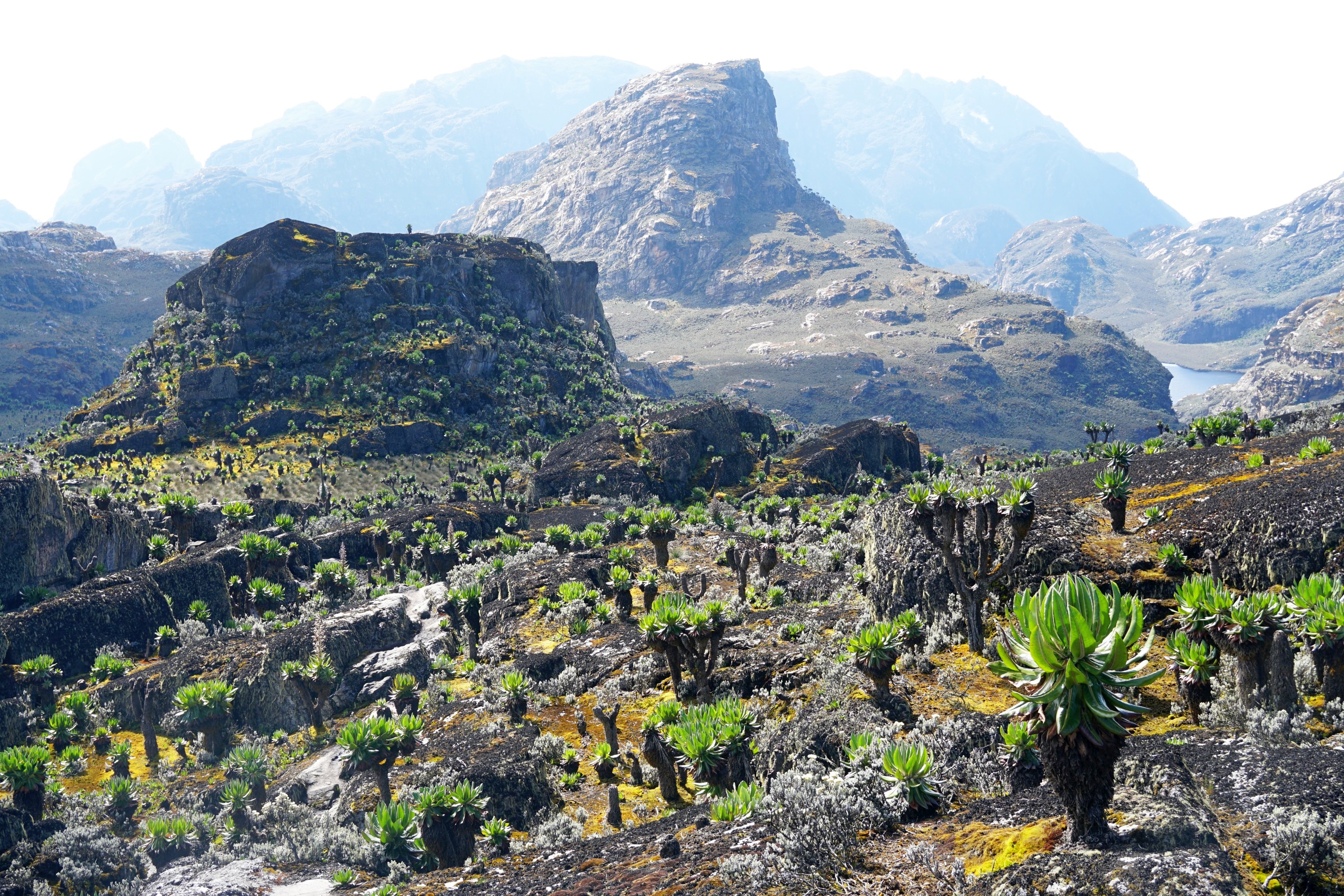 Things learnt hiking in the Rwenzori Mountains