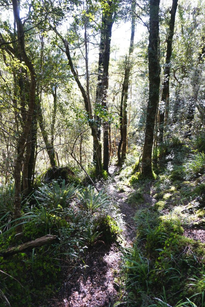 Marchant Ridge Track – Jonty travels…